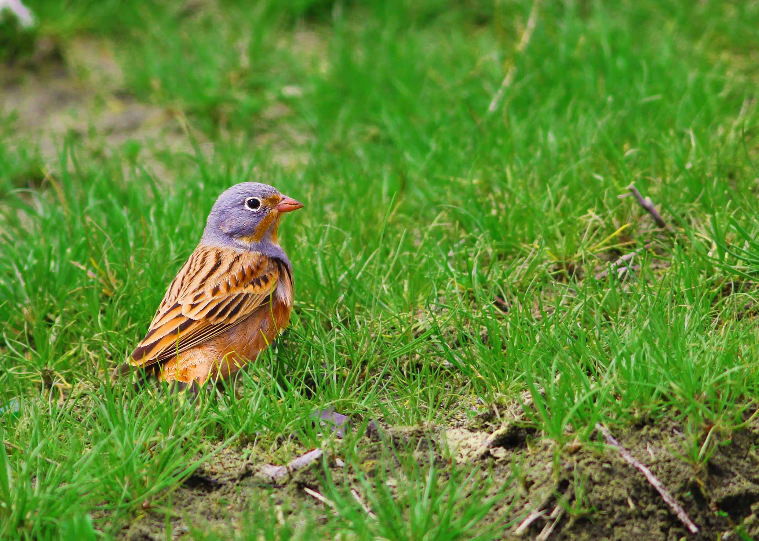 Red-headed Bunting